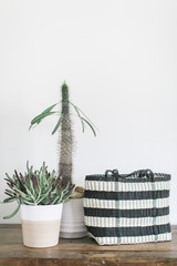 Black and white striped handmade woven beach bag tote, white background, styled with cactus, copy space