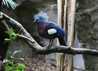 Blue Chicken Bird on Branch