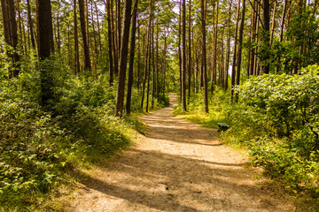 Landscape with a path in the wood.