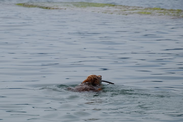Fototapeta premium dog is swimming in the water with a stick in his mouth, carrying it to its owner.