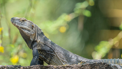 Large Desert Chuckwalla sitting on wall