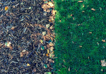 Autumn and spring plants in the ground