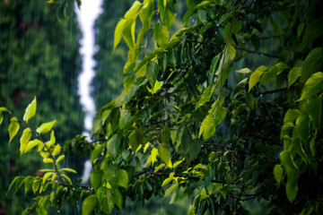 plants in the garden