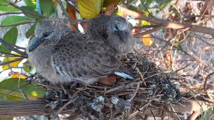 greater coucal (crow pheasant ,Centropus sinensis) chicks in their nest in kluang johor malaysia
