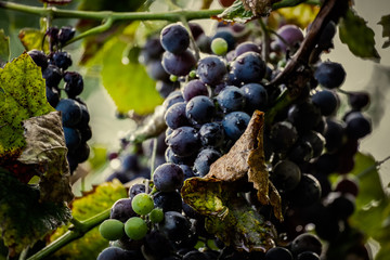 grapes on the vine