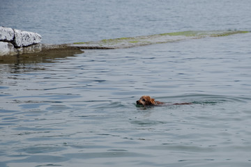 dog is swimming in the water with a stick in his mouth, carrying it to its owner.