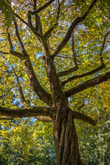 Beautiful under view of a tree