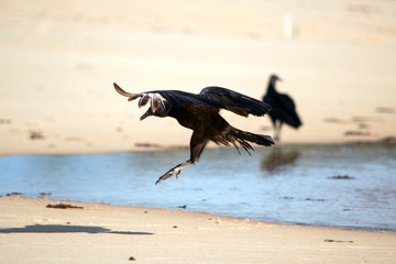Vulture landing on sand in Trancoso
