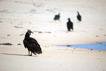 Vulture landing on sand in Trancoso