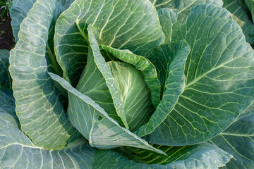 Fototapeta premium White cabbage is ripening in the field. Top view close up