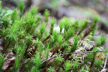 Top view of green moss.