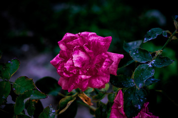 pink rose in the garden