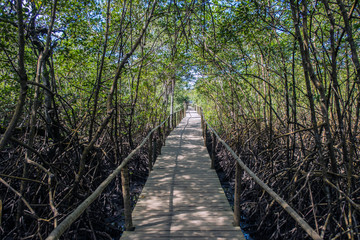 Mangrove pathway in Trancoso Brazil