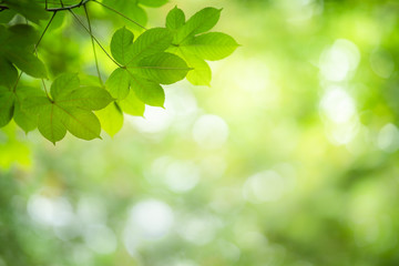 Fototapeta na wymiar Closeup nature view of green leaf on greenery blurred background under sunlight.