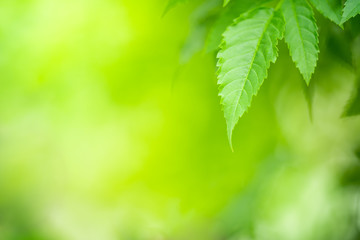 Closeup nature view of green leaf on greenery blurred background under sunlight.