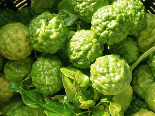 Thai Bergamot Kaffir Lime in the basket 