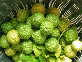 Thai Bergamot Kaffir Lime in the basket 