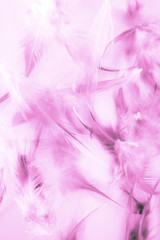 Fototapeta premium Beautiful abstract texture close up color white purple and pink feathers background and wallpaper