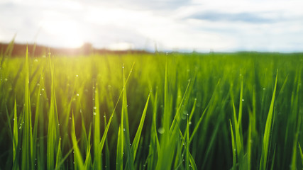 Steamed rice planted with water droplets on the background of the rice field in warm light.