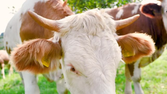 Kuhe grassen auf einer Wiese in einem Biohof 