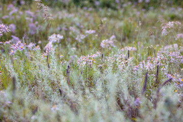 field of purple flowers