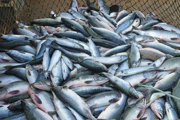 Fresh pink salmon ( Oncorhynchus gorbuscha ) catch. Sea of Okhotsk. Khabarovsk region, far East, Russia.