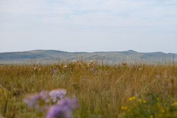 wild flowers in the field