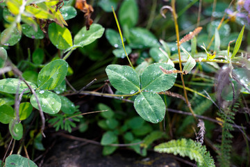 green plant in the garden