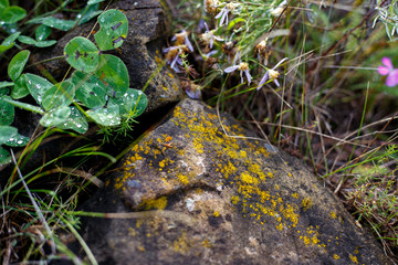 moss on stone
