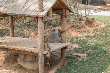 monkeys rest in zoo