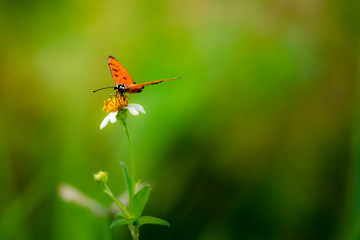 Butterflies eating nectar from pollen