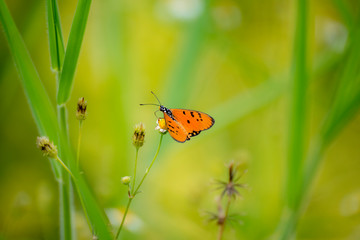 Butterflies eating nectar from pollen