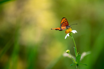 Fototapeta na wymiar Butterflies eating nectar from pollen