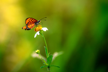 Butterflies eating nectar from pollen