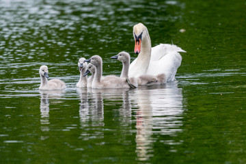 Adult mute swan and cygnets