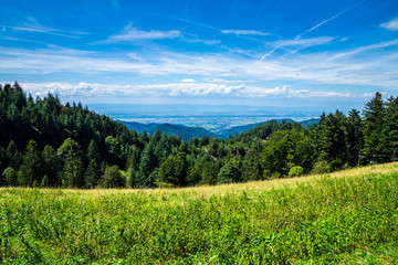 Germany, Endless wide view over tree tops of conifer and fir trees covering black forest mountain...