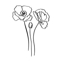 Poppy Flower continuous line drawing. Vector abstract Plant in a Trendy Minimalist Style. For the design of Logos, Invitations, posters, Postcards, prints on t-Shirts.