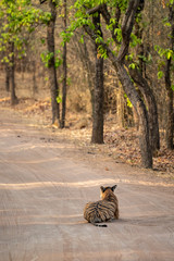 Wild female tiger from bandhavgarh resting on cool sand of a middle of jungle track at bandhavgarh tiger reserve or national park, madhya pradesh, india - panthera tigris