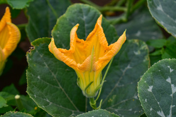 Pumpkin flower, Pumpkin flower from Thailand country