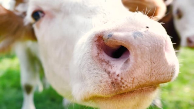 Kuhe grassen auf einer Wiese in einem Biohof 
