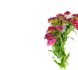 Buds blooming Turkish carnations Dianthus barbatus