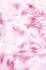 Beautiful abstract texture close up color white purple and pink feathers background and wallpaper