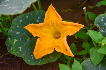 Pumpkin flower, Pumpkin flower from Thailand country