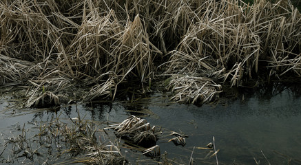 winter stream with reed
