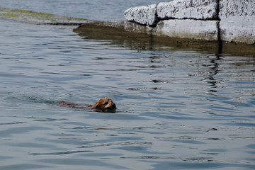 dog is swimming in the water with a stick in his mouth, carrying it to its owner.