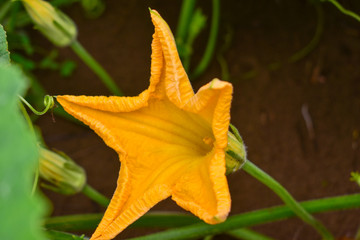 Pumpkin flower, Pumpkin flower from Thailand country