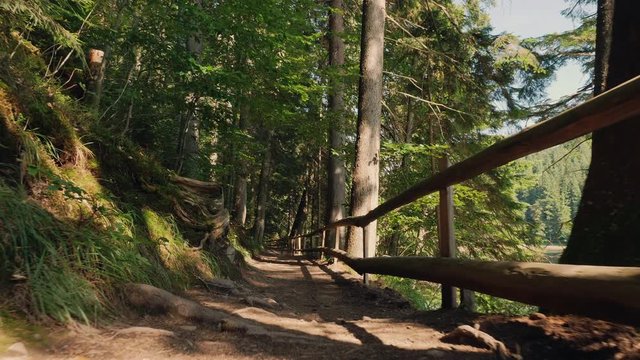 A trail with a wooden fence in a mountain Carpathian forest near Synevir Lake. Slow-motion shot