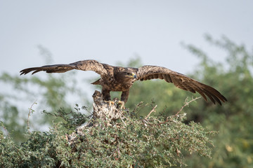 Steppe eagle or Aquila nipalensis portrait with wings open about to fly from green tree trunk at thar desert national park, jaisalmer, rajasthan, India
