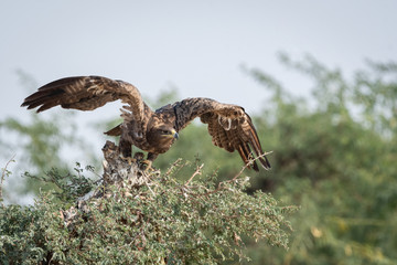 Steppe eagle or Aquila nipalensis portrait with wings open about to fly from green tree trunk at thar desert national park, jaisalmer, rajasthan, India