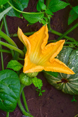 Pumpkin flower, Pumpkin flower from Thailand country